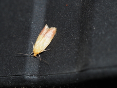 Heteroteucha parvula