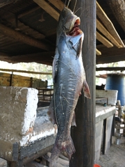Pimelodus albicans