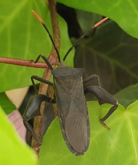 Anoplocnemis curvipes