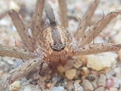 Pseudomicrommata longipes