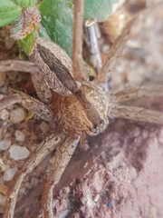 Pseudomicrommata longipes