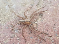 Pseudomicrommata longipes