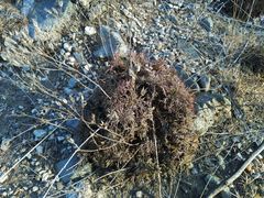 Chamaerhodos grandiflora