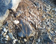 Chamaerhodos grandiflora