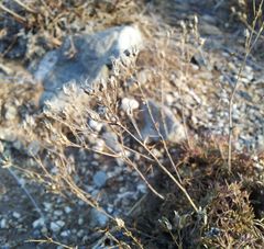 Chamaerhodos grandiflora