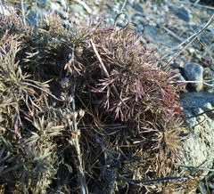 Chamaerhodos grandiflora