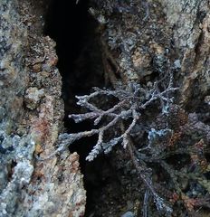 Selaginella sanguinolenta