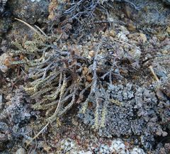 Selaginella sanguinolenta