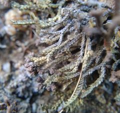 Selaginella sanguinolenta