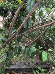 Pimenta racemosa
