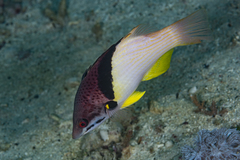 Bodianus mesothorax