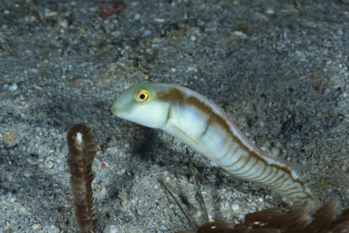 Collared knifefish wrasse (Cymolutes torquatus) — Labridae