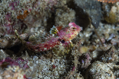 Synchiropus morrisoni