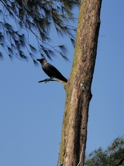 Corvus splendens