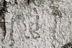 Zimmermannia liebwerdella