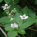 Rubus grabowskii - Photo (c) Ralph Foster, some rights reserved (CC BY-NC), uploaded by Ralph Foster
