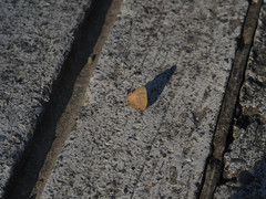 Rapala varuna formosana