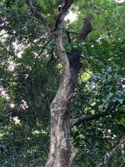 Acacia confusa