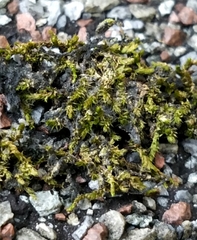 Orthotrichum pusillum