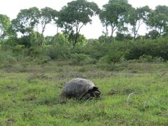 Chelonoidis niger donfaustoi