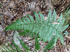 Dryopteris fuscipes