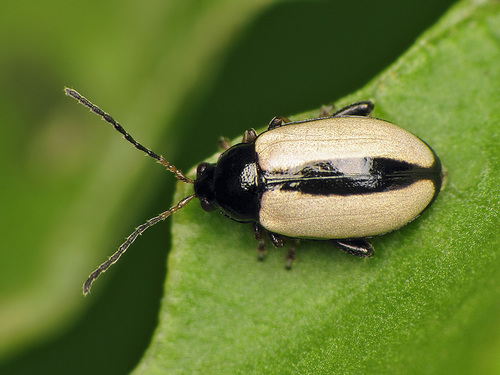 Phyllotreta armoraciae (Koch, 1803)
