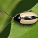 Horseradish Flea Beetle - Photo (c) Ryszard, some rights reserved (CC BY-NC)