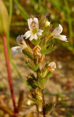 Euphrasia hudsoniana