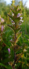 Euphrasia hudsoniana