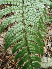 Dryopteris fuscipes