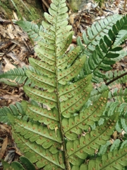 Dryopteris fuscipes