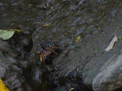 Goniopsis pulchra