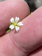 Cerastium capense