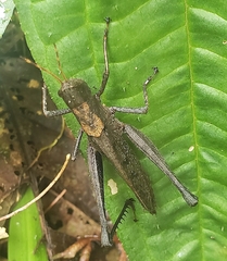 Maculiparia rotundata