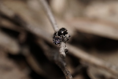 Maratus lobatus