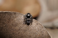 Maratus lobatus