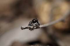 Maratus lobatus