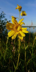 Arnica angustifolia