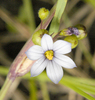 White Blue-eyed Grass - Photo (c) Frank Mayfield, some rights reserved (CC BY-SA)