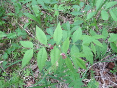 Vicia venosa baicalensis