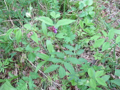 Vicia venosa baicalensis