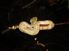 Craspedocephalus andalasensis