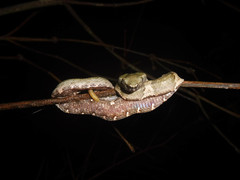 Craspedocephalus andalasensis