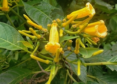Hamelia macrantha
