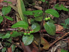 Japanese Ardisia (Ardisia japonica)