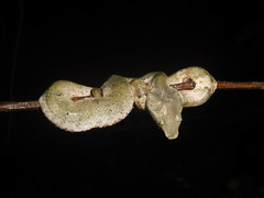 Craspedocephalus andalasensis