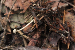 Mycena cinerella