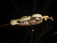 Craspedocephalus andalasensis