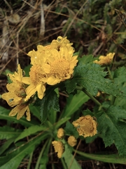 Chrysanthemum indicum