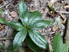 Sarcandra glabra